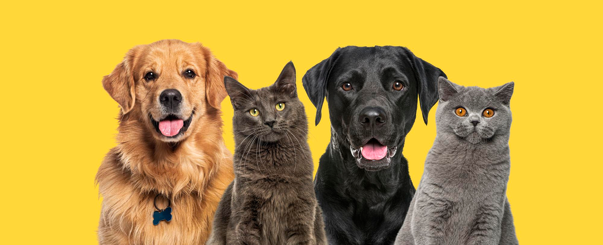 dog hero banner